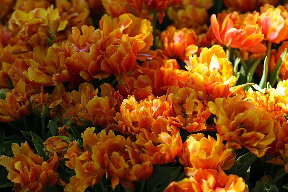 tulipes-keukenhof2