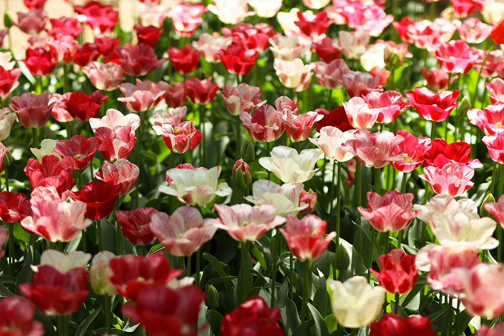 tulipes-keukenhof9