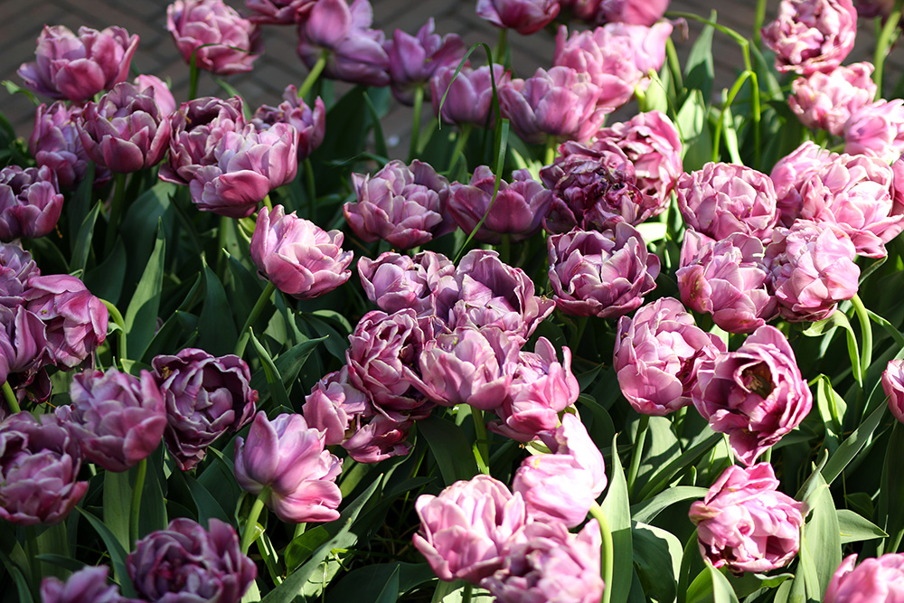 tulipes-keukenhof13