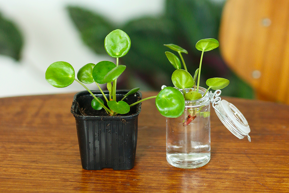 favoris-ete2018-plantes-interieur