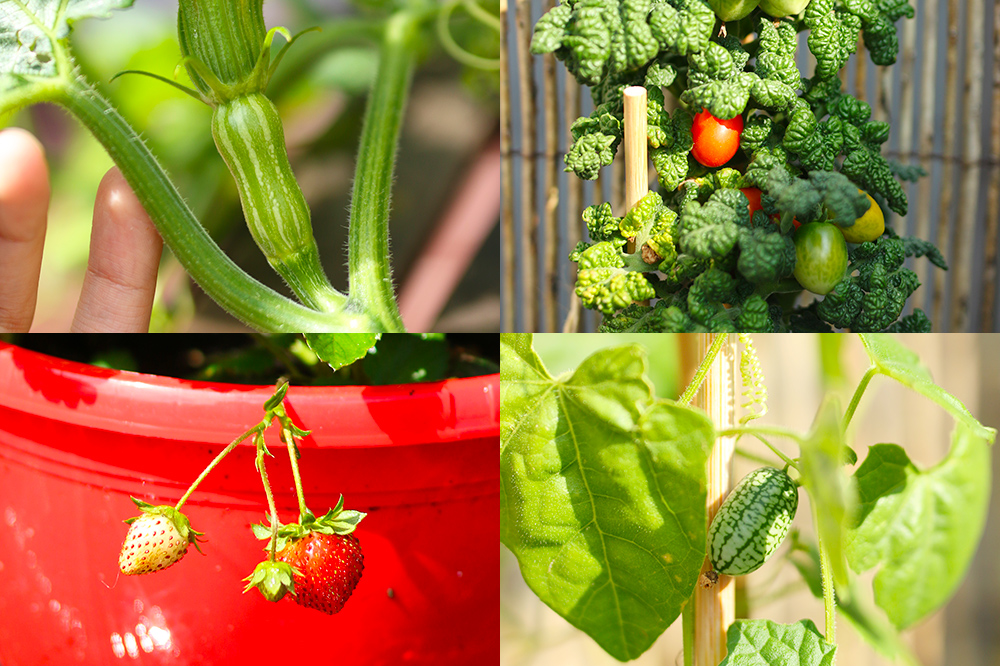 favoris-ete2018-plantes