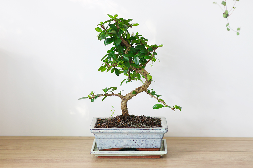 bonsai-carmona