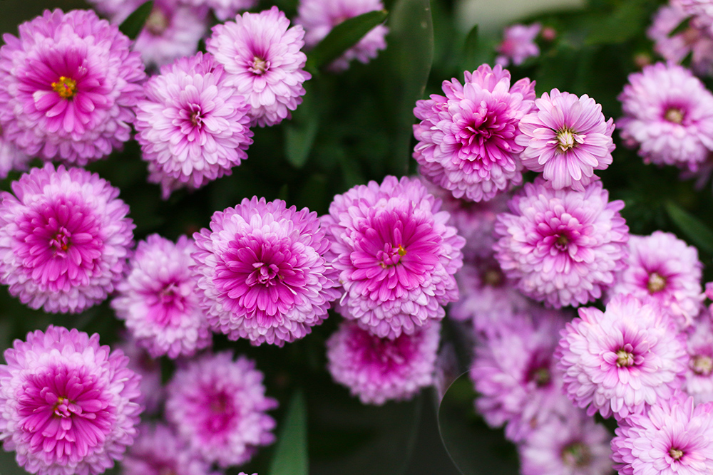 fleurs-automne-asters