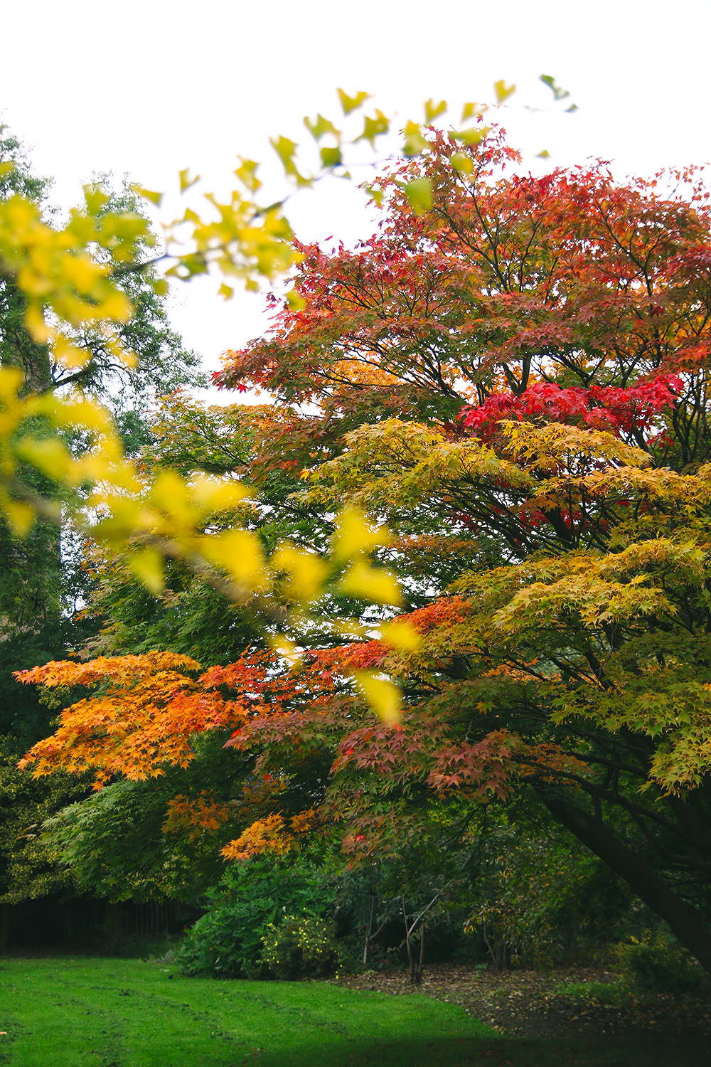 jardin-botanique-glasgow1
