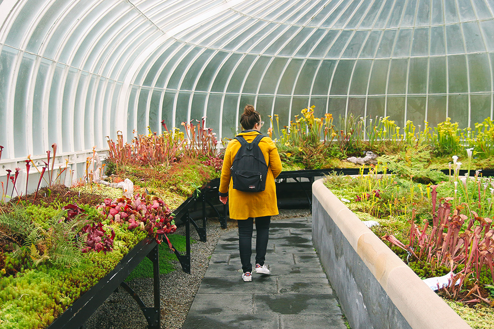jardin-botanique-glasgow14