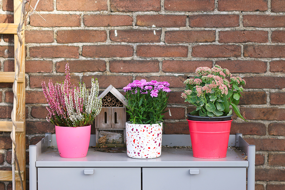 plantes-fleurs-automne-balcon