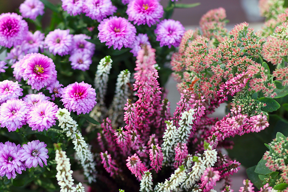 plantes-fleurs-automne-balcon2