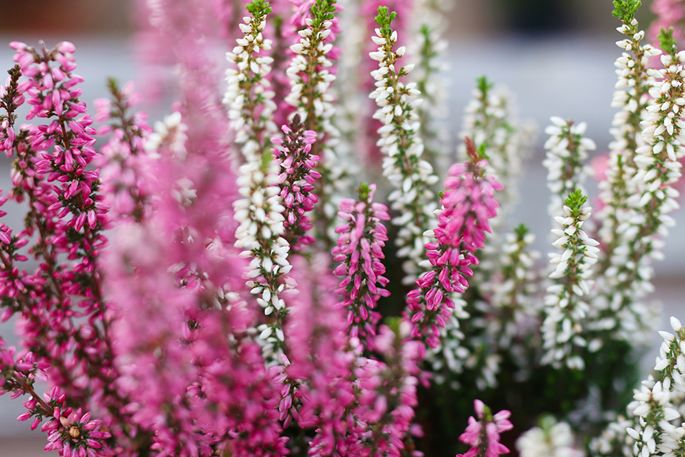 plantes-fleurs-automne-balcon3