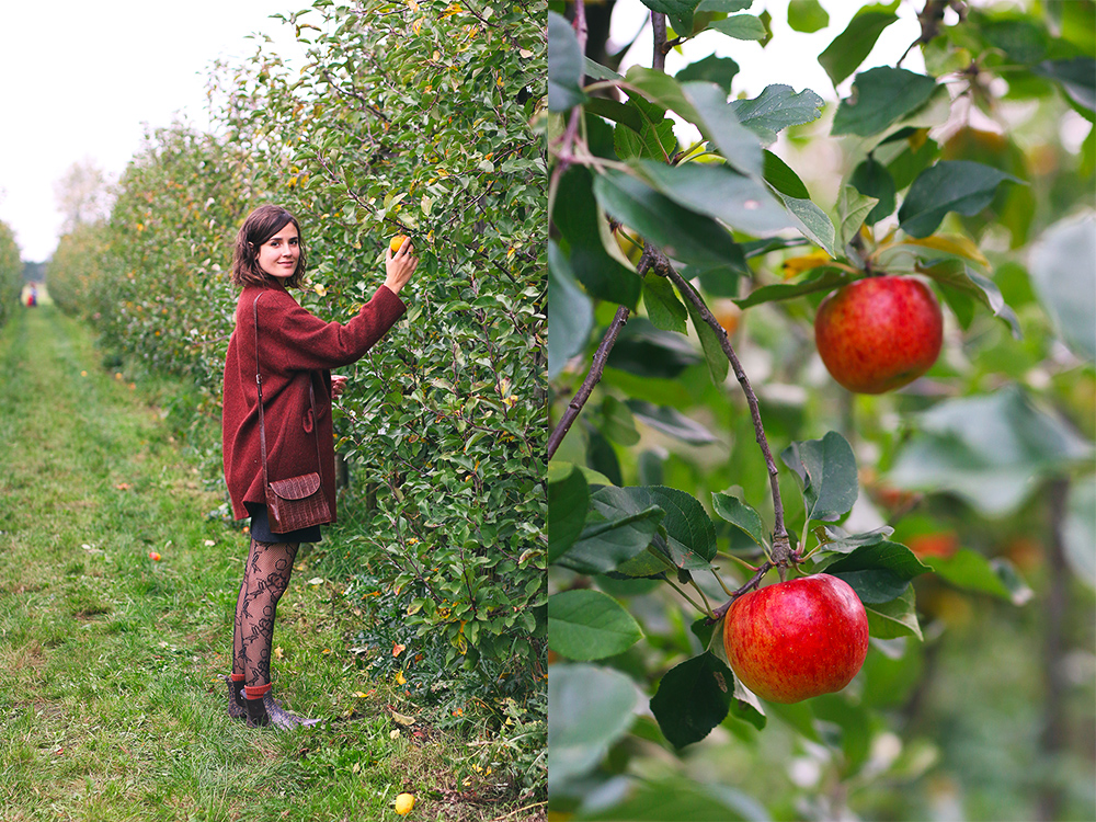 recoltes-automne-cueillette-pommes-amsterdam2