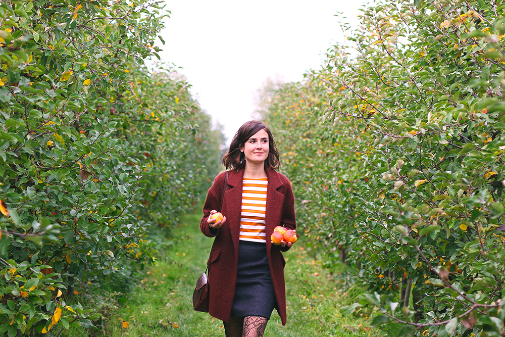 recoltes-automne-cueillette-pommes-amsterdam7