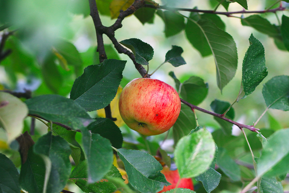 recoltes-automne-cueillette-pommes-amsterdam8