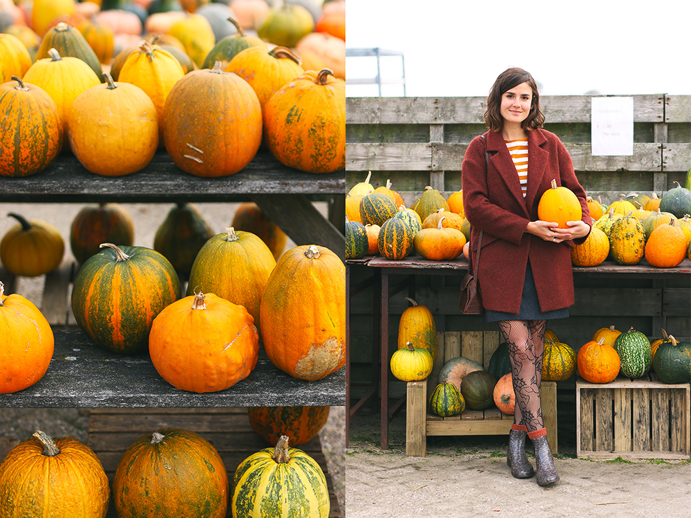 recoltes-automne-ferme-citrouilles-amsterdam