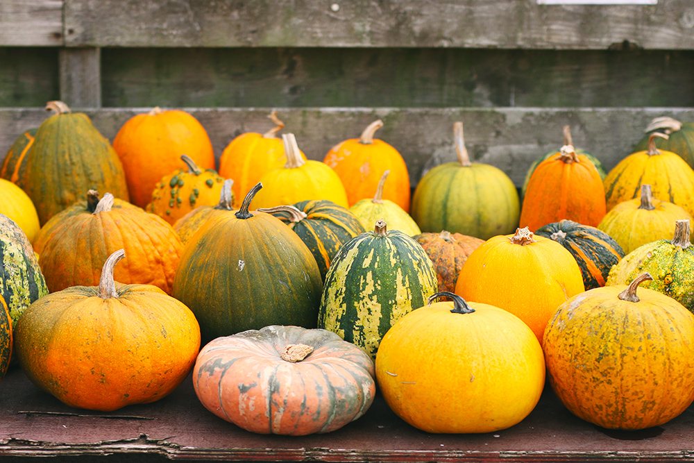 recoltes-automne-ferme-citrouilles-amsterdam2