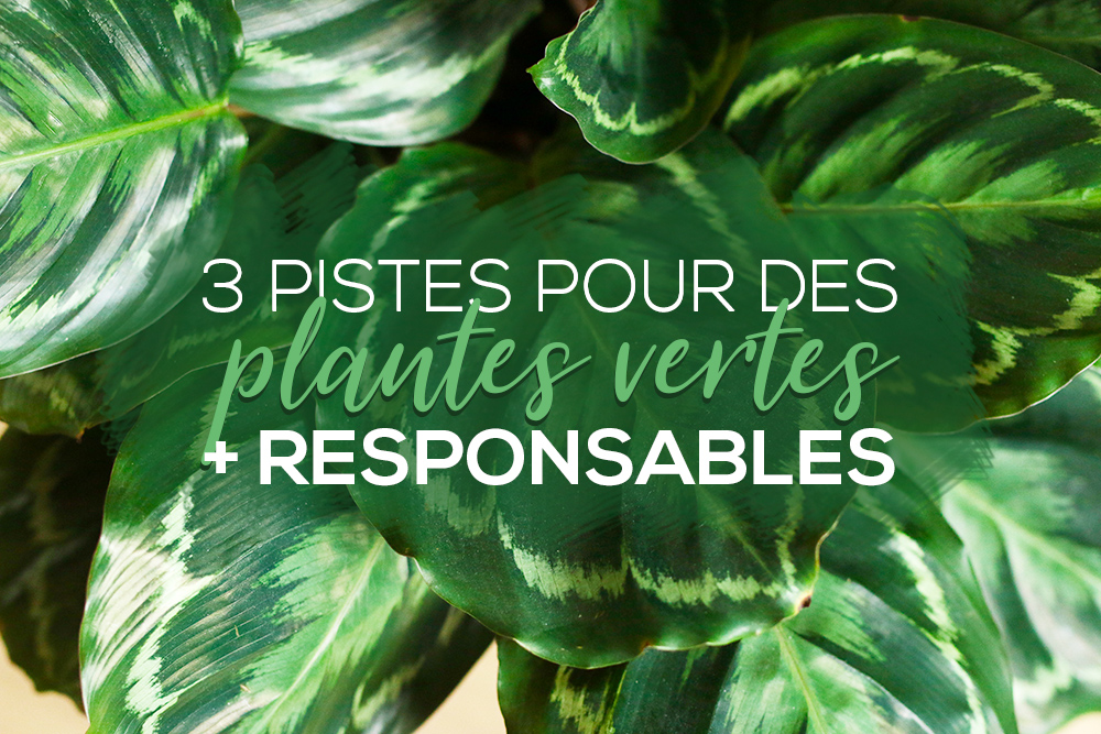 7 plantes vertes originales qui font le buzz sur les réseaux sociaux