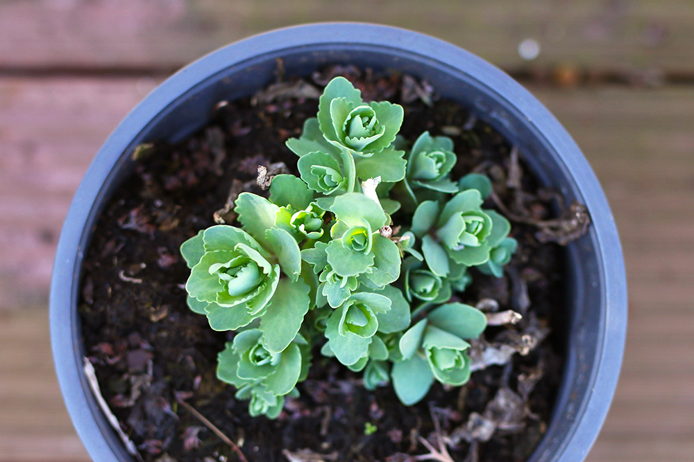 favoris-fevrier-plantes4
