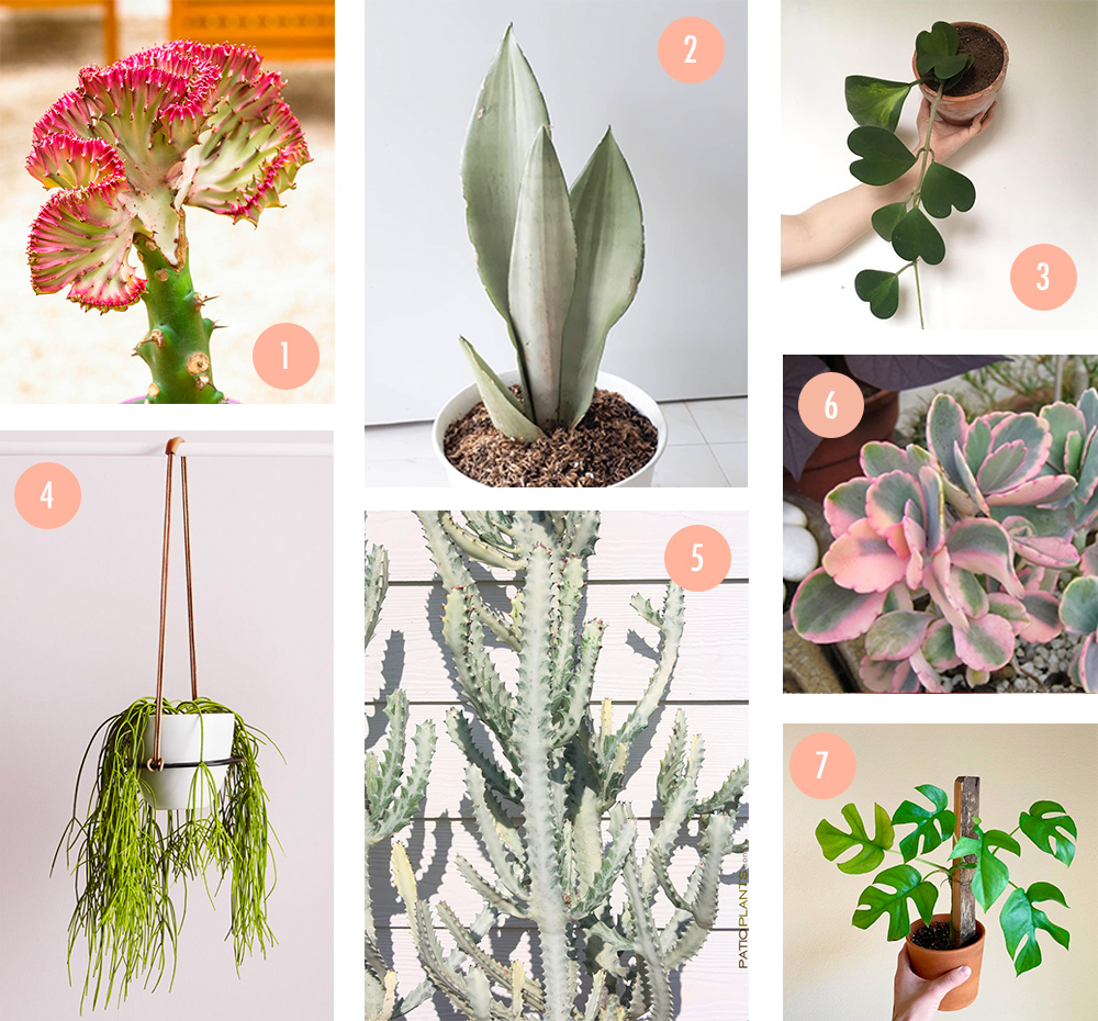 fascinantes succulentes ; choisir, cultiver et prendre soin des