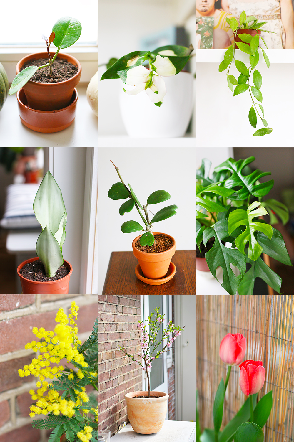 favoris-plantes