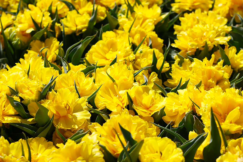visite-champs-tulipes-lisse-hollande10