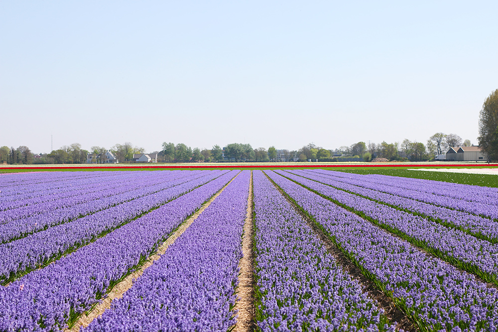 visite-champs-tulipes-lisse-hollande12