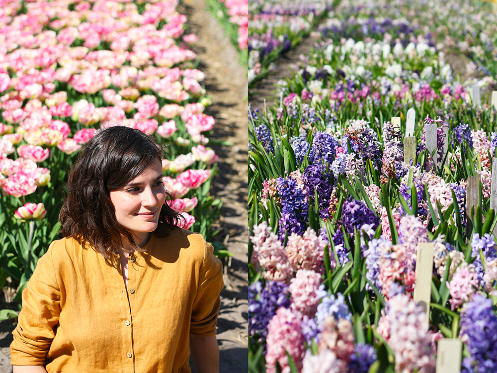 visite-champs-tulipes-lisse-hollande15