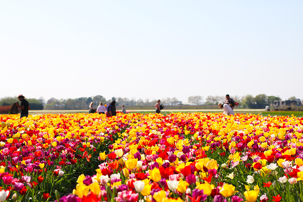 visite-champs-tulipes-lisse-hollande16