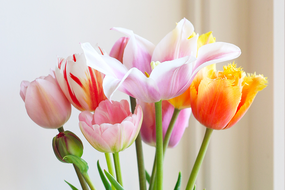 visite-champs-tulipes-lisse-hollande18