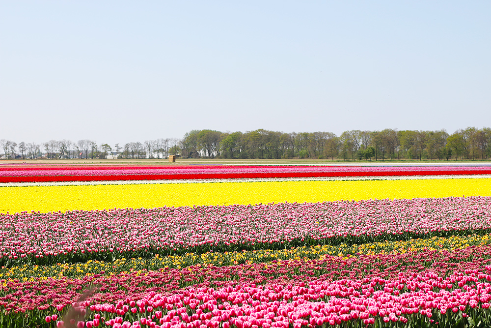 visite-champs-tulipes-lisse-hollande2