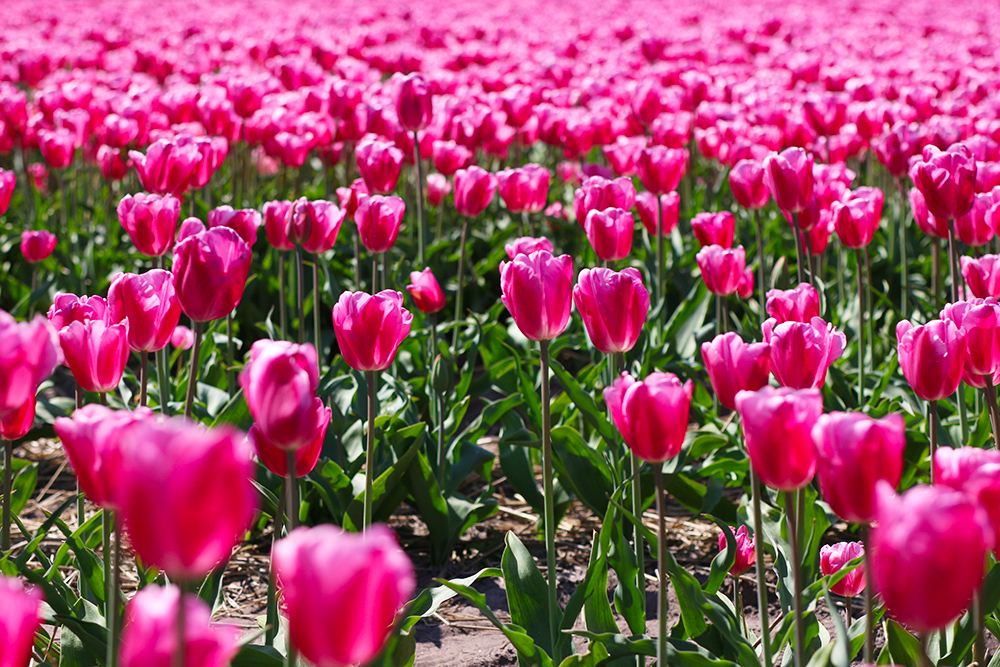 visite-champs-tulipes-lisse-hollande5