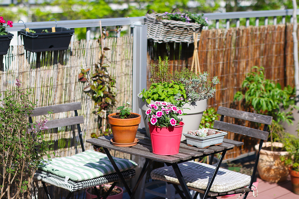 visite-terrasse-rooftop-plantes-exterieur