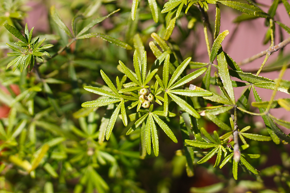 visite-terrasse-rooftop-plantes-exterieur1