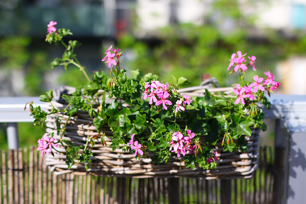 visite-terrasse-rooftop-plantes-exterieur3