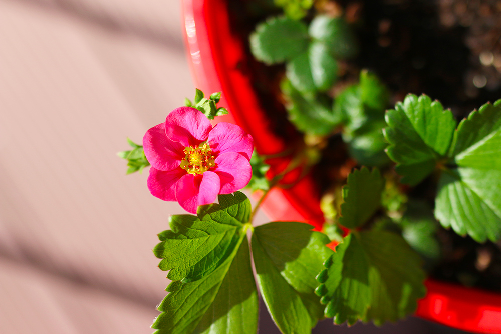 visite-terrasse-rooftop-plantes-exterieur4