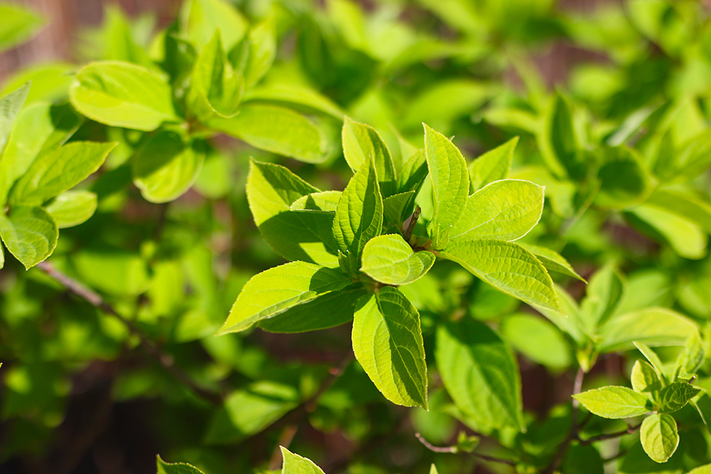 visite-terrasse-rooftop-plantes-exterieur5