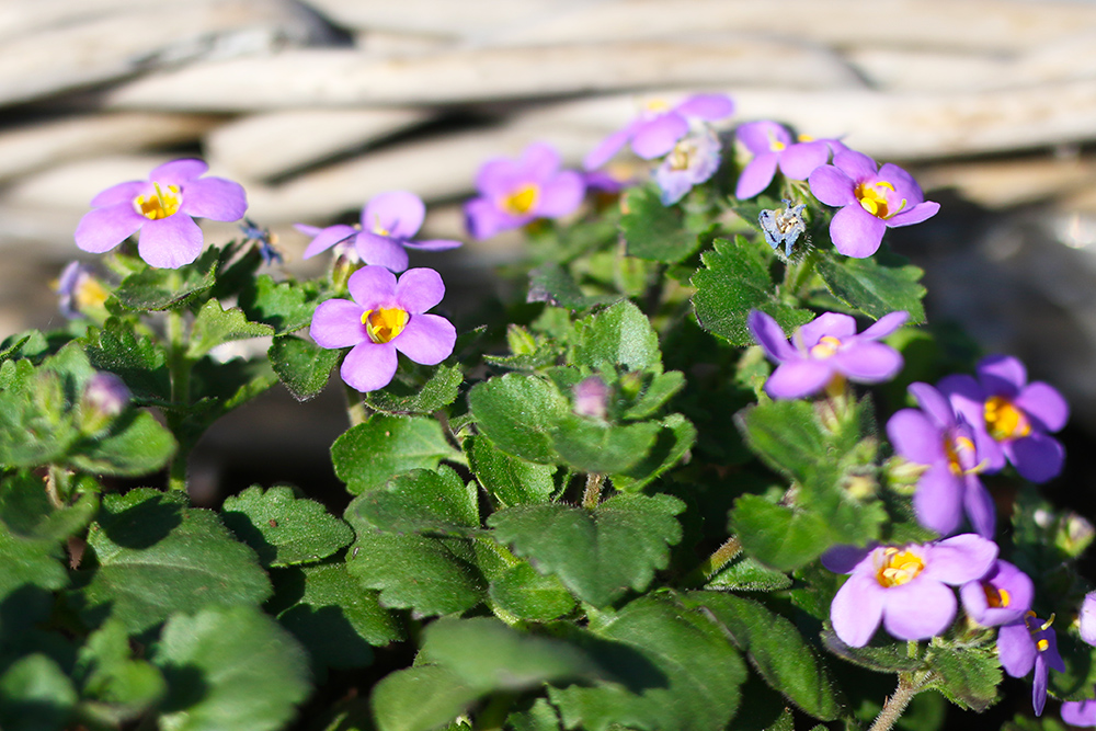 visite-terrasse-rooftop-plantes-exterieur6