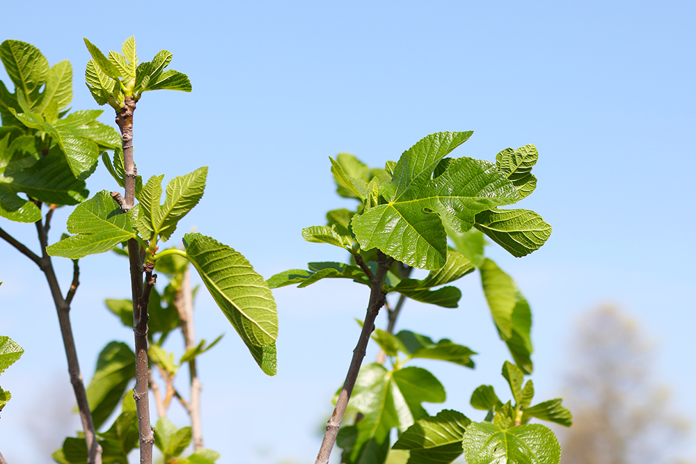 visite-terrasse-rooftop-plantes-exterieur8