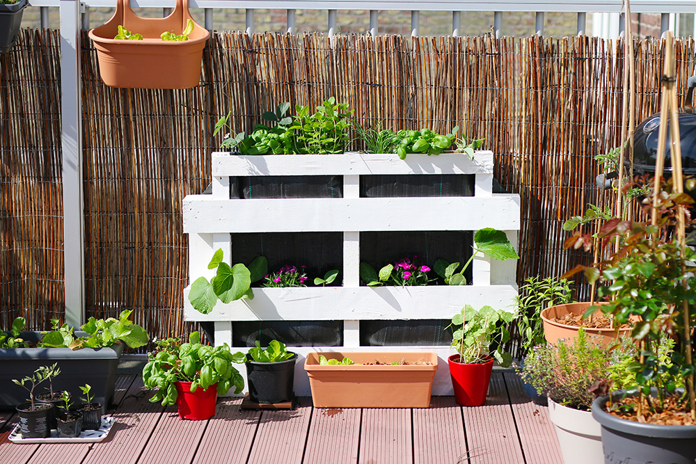 DIY-potager-palette-conseils9