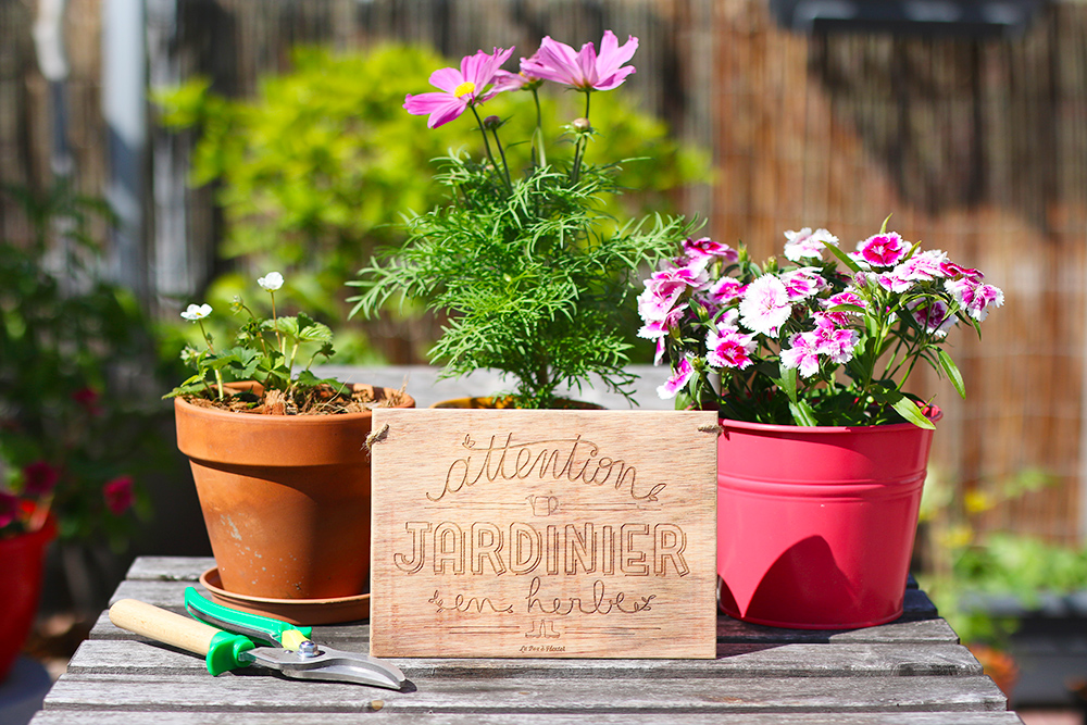 Des fleurs comestibles et utiles au jardin - Idéal Végétal, paysagiste  éthique et éco-responsable