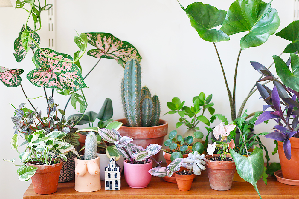 Mes Plantes // Monstera Deliciosa - Mango and Salt