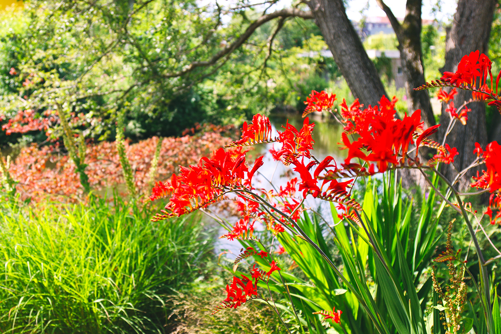 jardin-botanique-universitaire-zuidas-amsterdam12