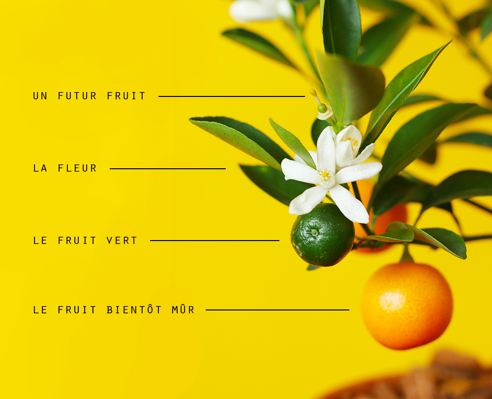 calamondin-oranger-appartement-entretien-recette4