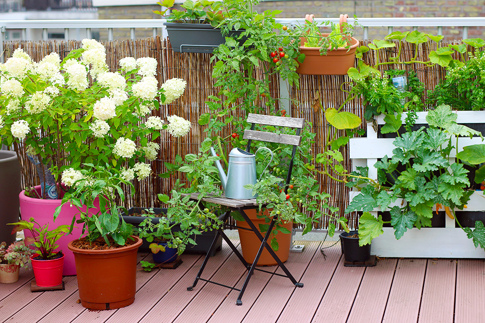 Pot avec coupelle et plante qui danse Ø8 cm : Kits potagers prêts