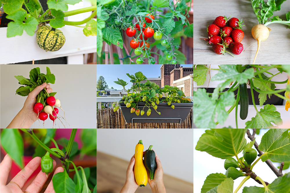 Des contenants sur mesure et une mise en pot pour réussir les cultures -  Les plants de légumes