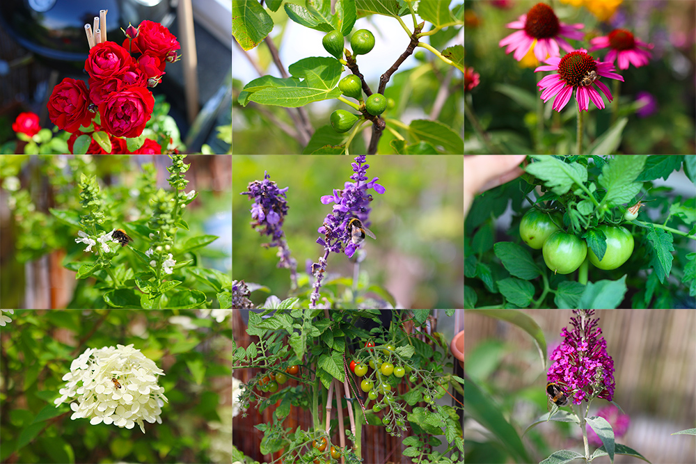 favoris-jardinage-juillet2019