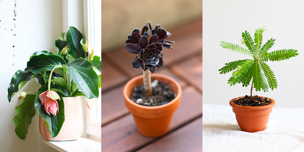 favoris-plantes-juillet2019