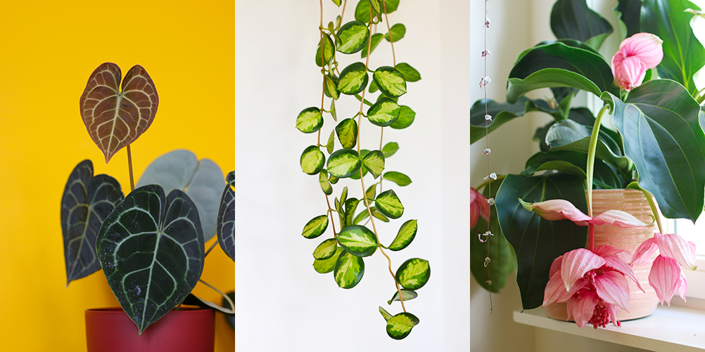 favoris-septembre2019-plantesvertes