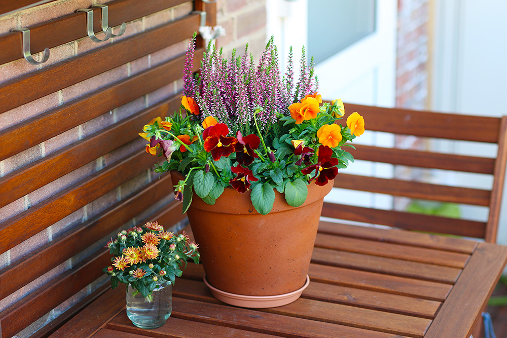 Agencement de fleurs en pot - Richesse d'automne