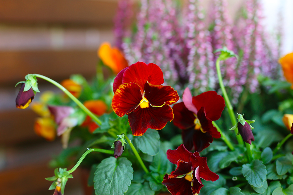 DIY: 3 idées de jardinières d'automne pour un balcon - Mango and Salt