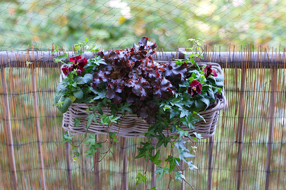 jardiniere-automne-pourpre