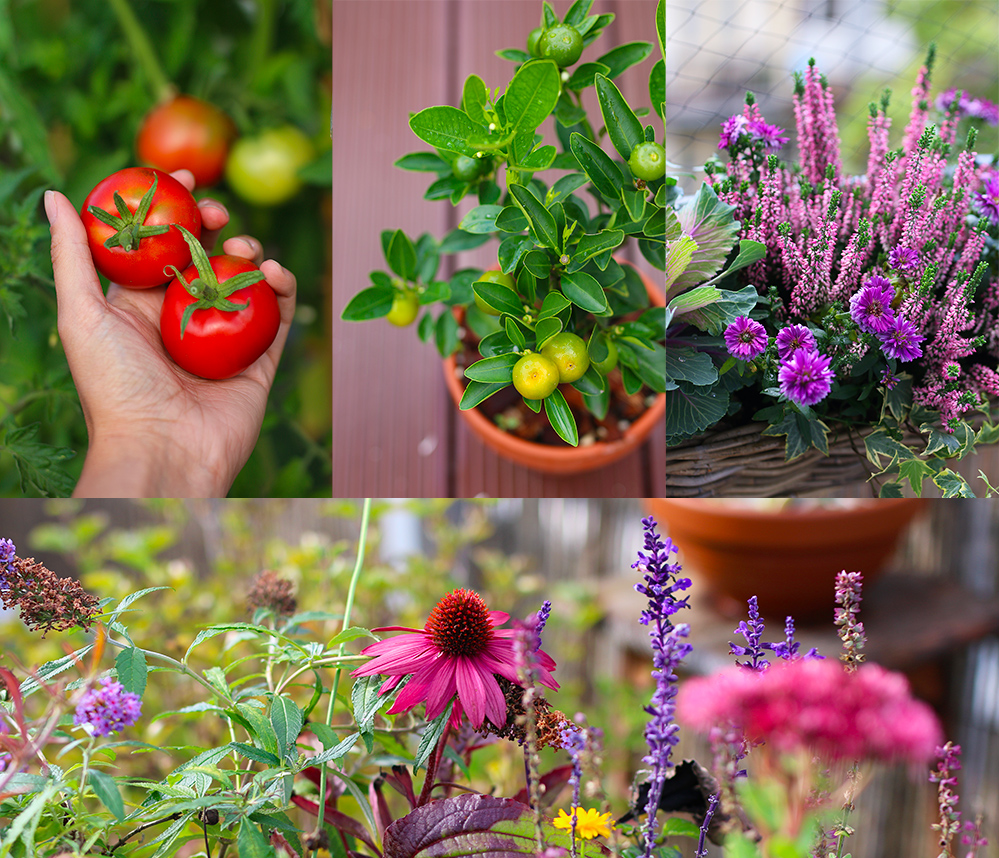 favoris-septembre2019-jardinage