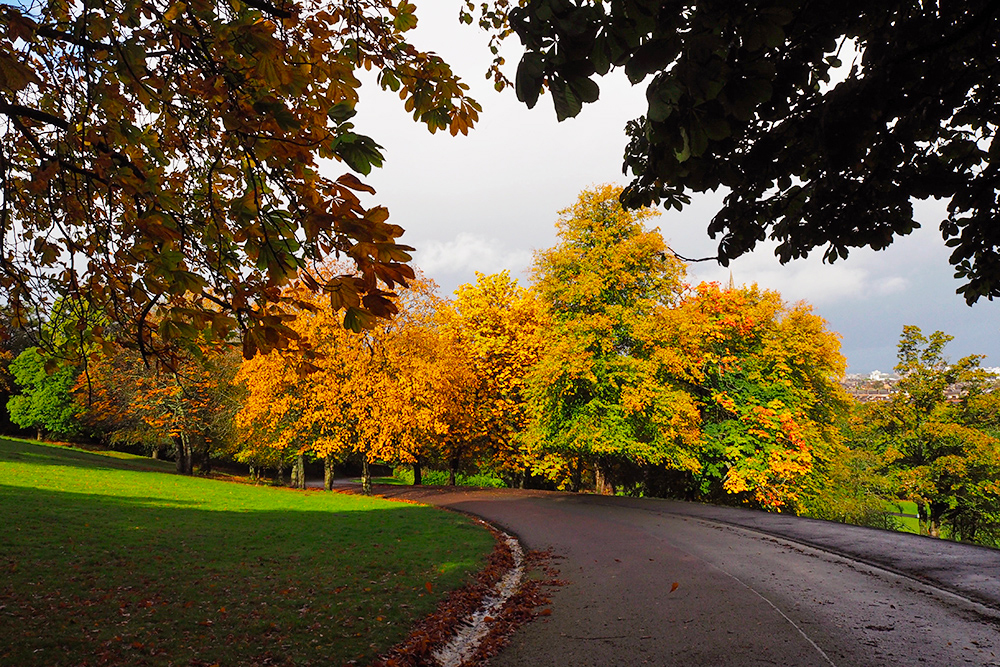 plaisirs-automne-foret